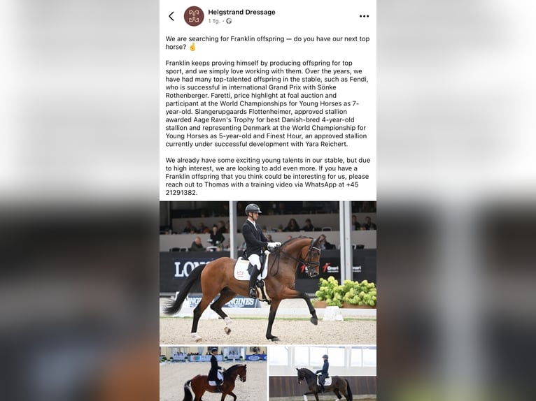 Westphalian Gelding 6 years 17 hh Black in Berlin