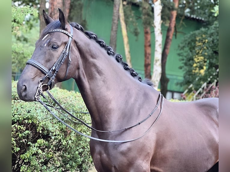 Westphalian Gelding 6 years 17 hh Black in Berlin