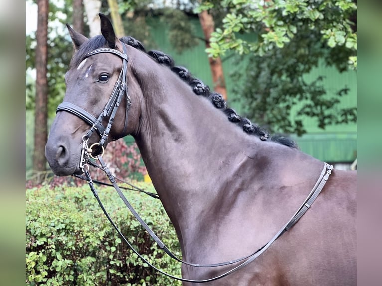 Westphalian Gelding 6 years 17 hh Black in Berlin