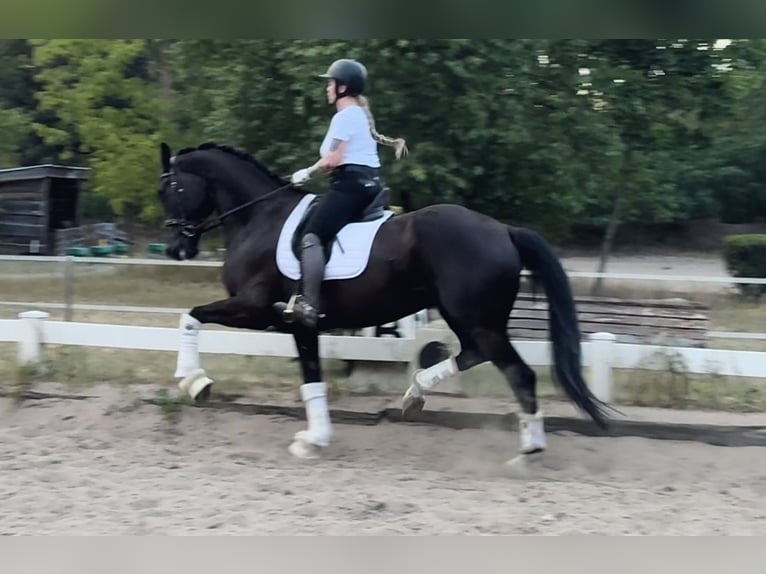 Westphalian Gelding 6 years 17 hh Black in Berlin