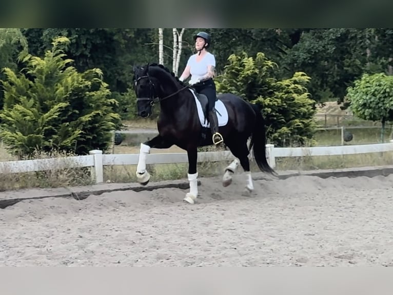 Westphalian Gelding 6 years 17 hh Black in Berlin