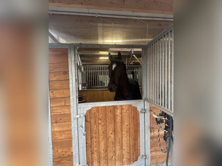 Westphalian Gelding 6 years 17 hh Black in Seibersdorf