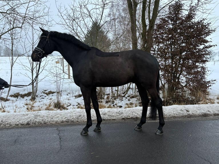 Westphalian Gelding 6 years 17 hh Black in Herbstein