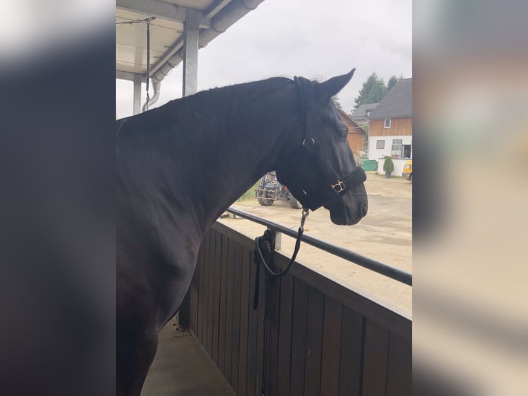 Westphalian Gelding 6 years 17 hh Black in Kürten