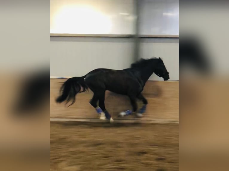 Westphalian Gelding 6 years 17 hh Black in Kürten