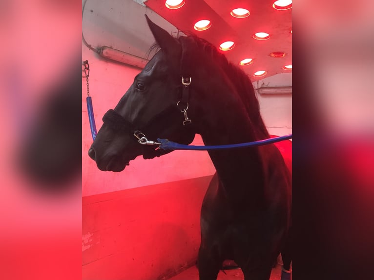 Westphalian Gelding 6 years 17 hh Black in Kürten