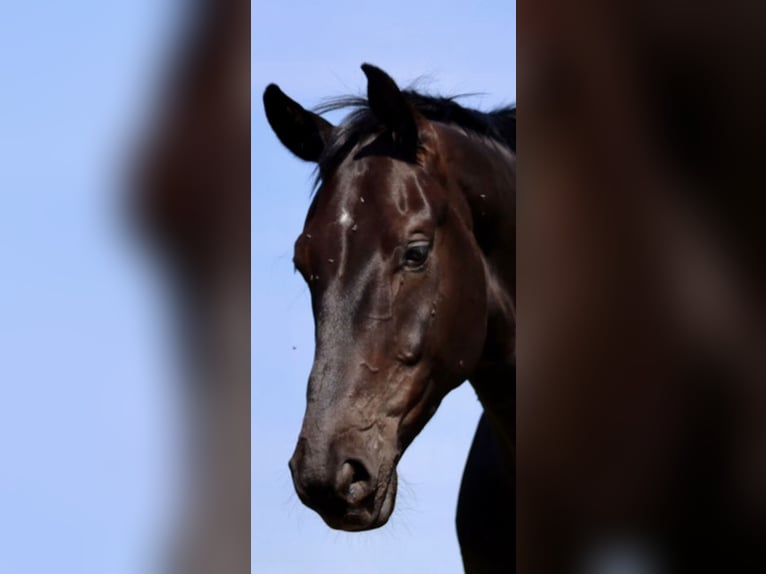 Westphalian Gelding 6 years 17 hh Black in Kürten