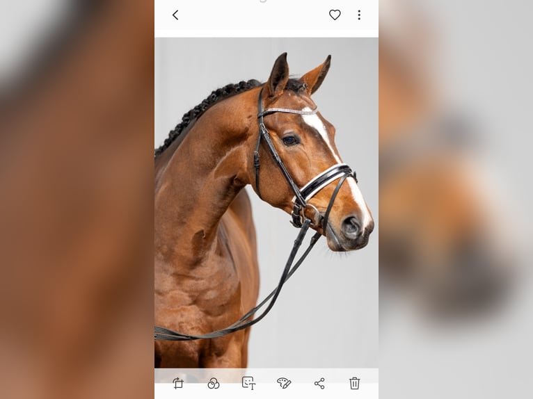 Westphalian Gelding 6 years 17 hh Brown in Schwanewede