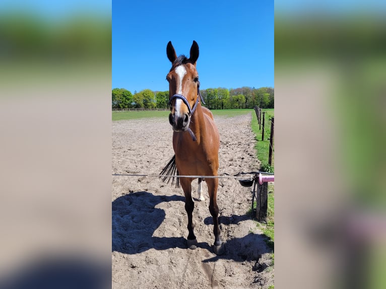 Westphalian Gelding 6 years 17 hh Brown in Schwanewede