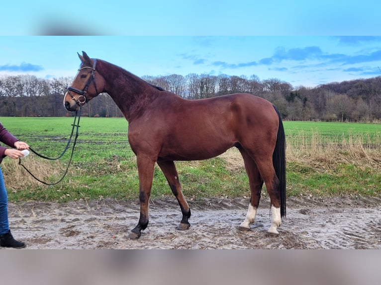 Westphalian Gelding 6 years 17 hh Brown in Schwanewede