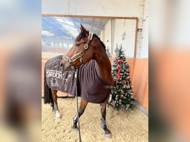 Westphalian Gelding 6 years 17 hh Brown in Wuppertal