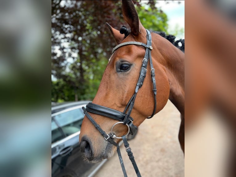 Westphalian Gelding 6 years 17 hh Brown in Wuppertal