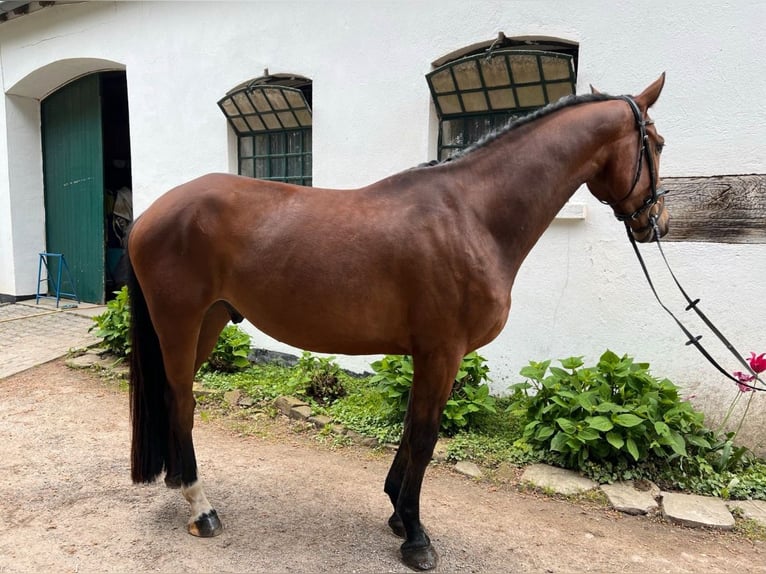 Westphalian Gelding 6 years 17 hh Brown in Wuppertal