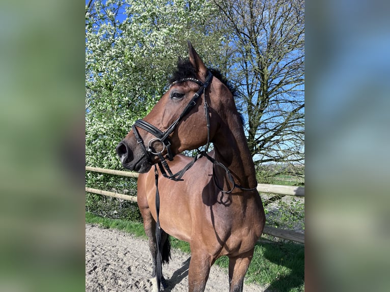 Westphalian Gelding 6 years 17 hh Brown in Wuppertal