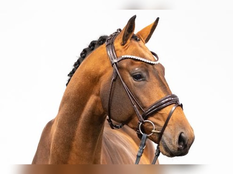 Westphalian Gelding 6 years 17 hh Brown in Scheeßel