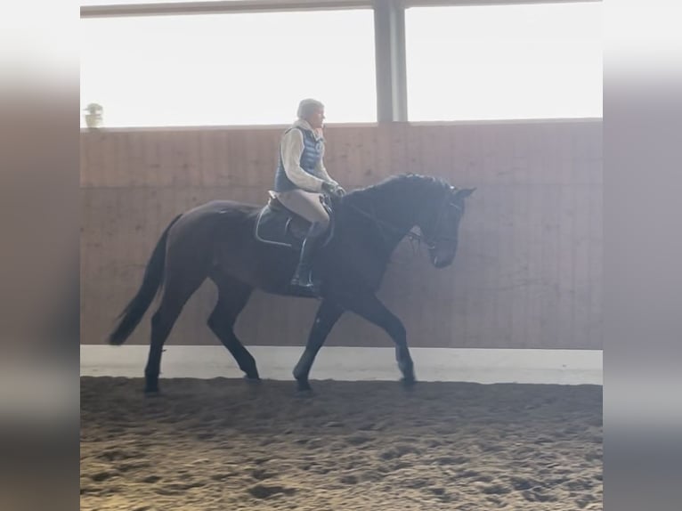 Westphalian Gelding 6 years 17 hh Brown in Verl