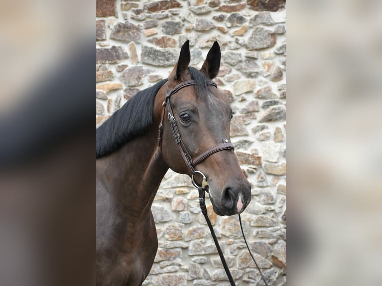 Westphalian Gelding 6 years 17 hh Brown in Prag