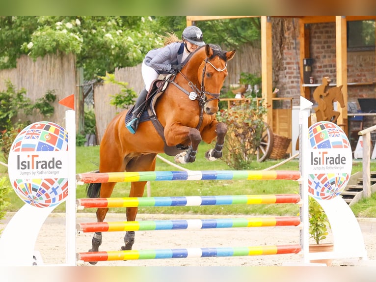 Westphalian Gelding 6 years 17 hh Brown in Bergisch Gladbach