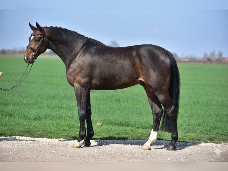 Westphalian Gelding 6 years 17 hh Brown in Budapest