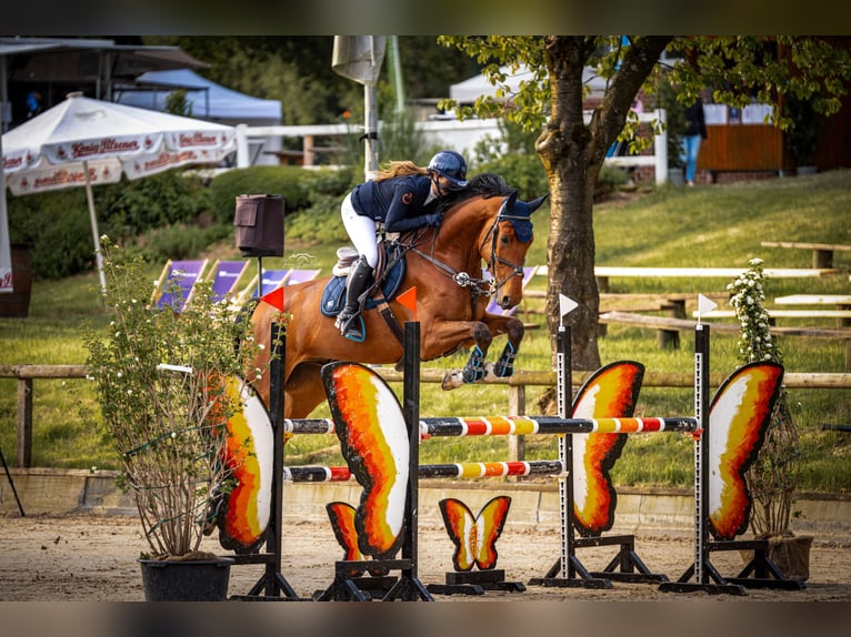 Westphalian Gelding 6 years 17 hh Brown in Bergisch GladbachBergisch Gladbach