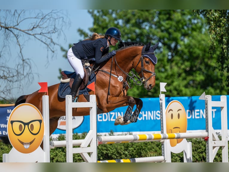 Westphalian Gelding 6 years 17 hh Brown in Bergisch GladbachBergisch Gladbach
