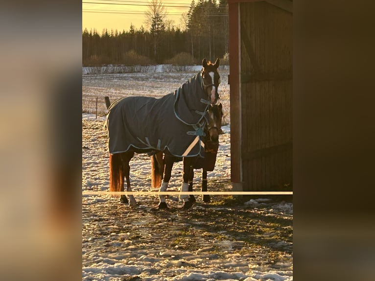 Westphalian Gelding 6 years 17 hh Chestnut in Krefeld