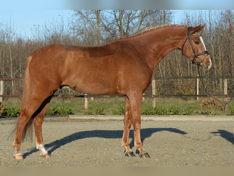 Westphalian Gelding 6 years 17 hh Chestnut-Red in Iserlohn