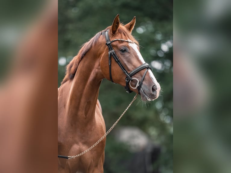 Westphalian Gelding 6 years 17 hh Chestnut-Red in Versmold