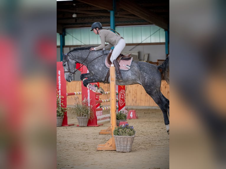 Westphalian Gelding 6 years 17 hh Gray-Dapple in Minden