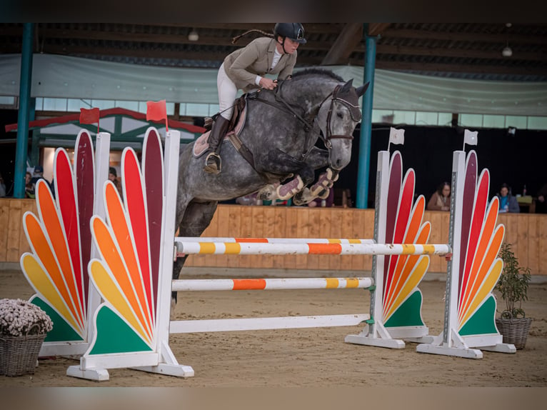 Westphalian Gelding 6 years 17 hh Gray-Dapple in Minden