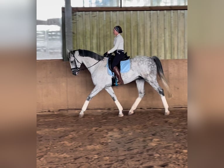 Westphalian Gelding 6 years 17 hh Gray in Kirchheimbolanden