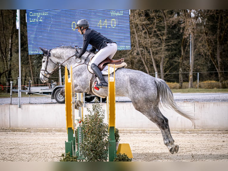 Westphalian Gelding 6 years 17 hh Grey in Sundern