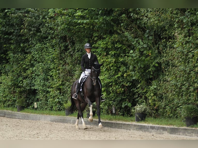 Westphalian Gelding 6 years 17 hh Smoky-Black in Haltern am See