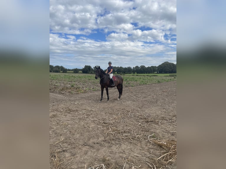 Westphalian Gelding 6 years 17,1 hh Bay-Dark in Dorsten