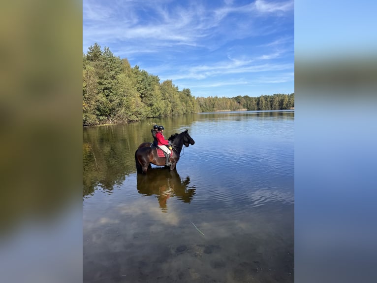 Westphalian Gelding 6 years 17,1 hh Bay-Dark in Dorsten