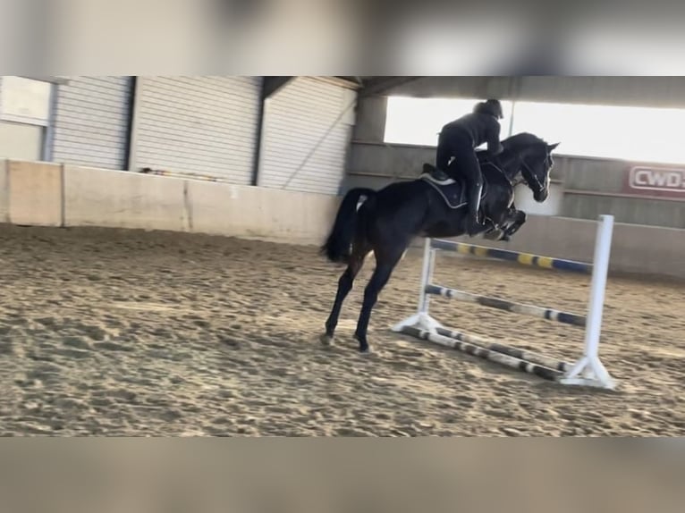 Westphalian Gelding 6 years 17,1 hh Smoky-Black in Windhagen