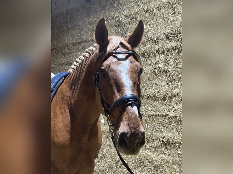 Westphalian Gelding 6 years 17,2 hh Chestnut-Red in Wadersloh