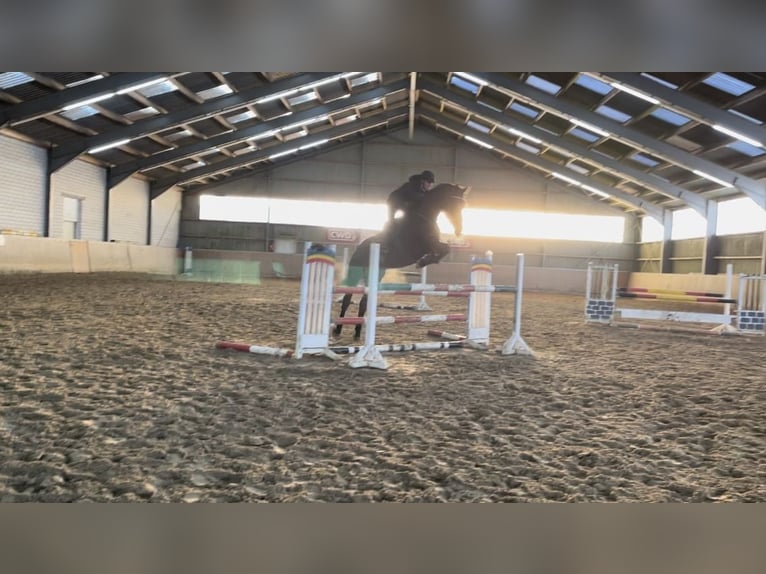 Westphalian Gelding 6 years 17,3 hh Smoky-Black in Windhagen