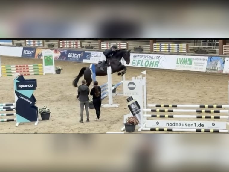 Westphalian Gelding 6 years 17,3 hh Smoky-Black in Windhagen