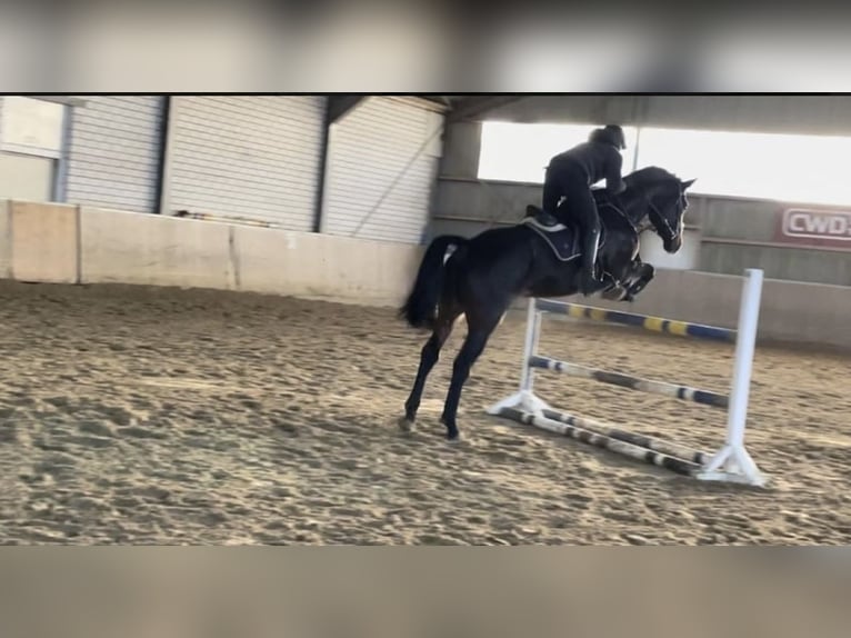 Westphalian Gelding 6 years 17,3 hh Smoky-Black in Windhagen