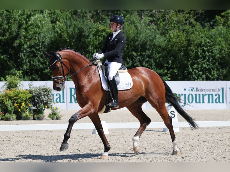 Westphalian Gelding 6 years Brown in Gomadingen