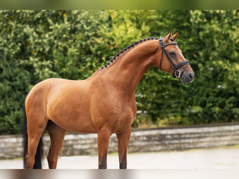 Westphalian Gelding 6 years Brown in Bocholt
