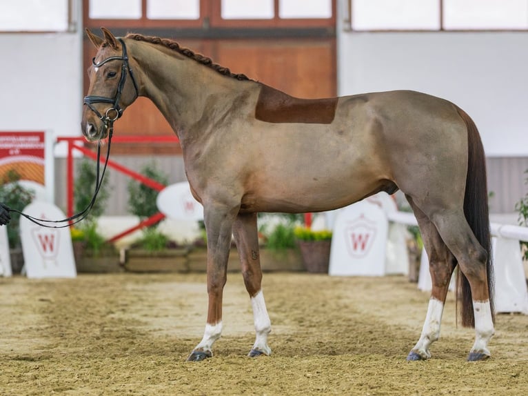 Westphalian Gelding 6 years Chestnut-Red in Münster-Handorf