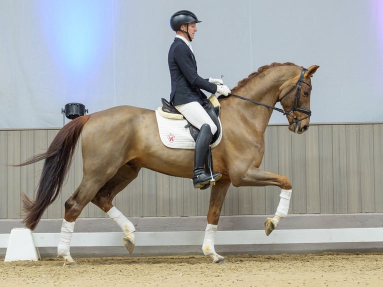 Westphalian Gelding 6 years Chestnut-Red in Münster-Handorf