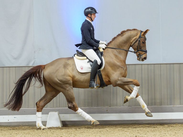 Westphalian Gelding 6 years Chestnut-Red in Münster-Handorf