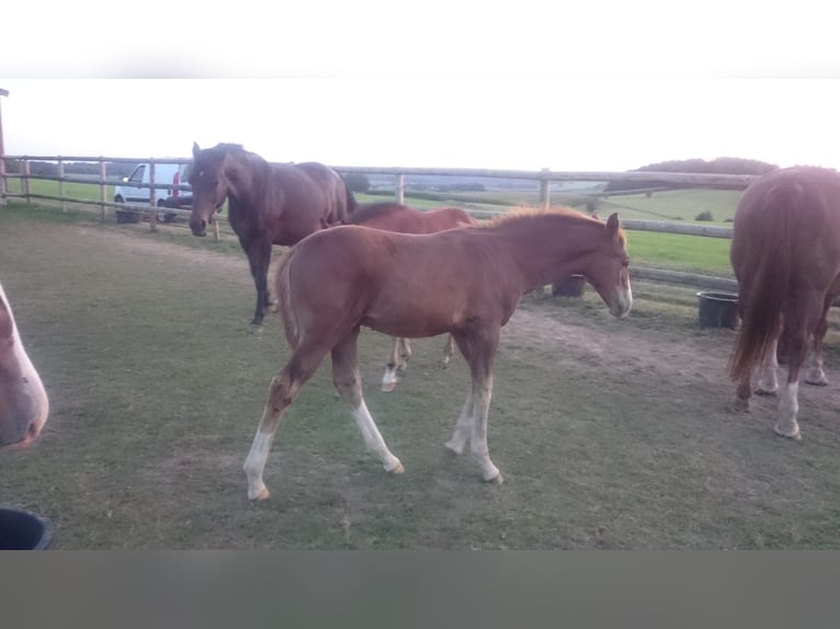 Westphalian Gelding 6 years Chestnut-Red in Waldbröl