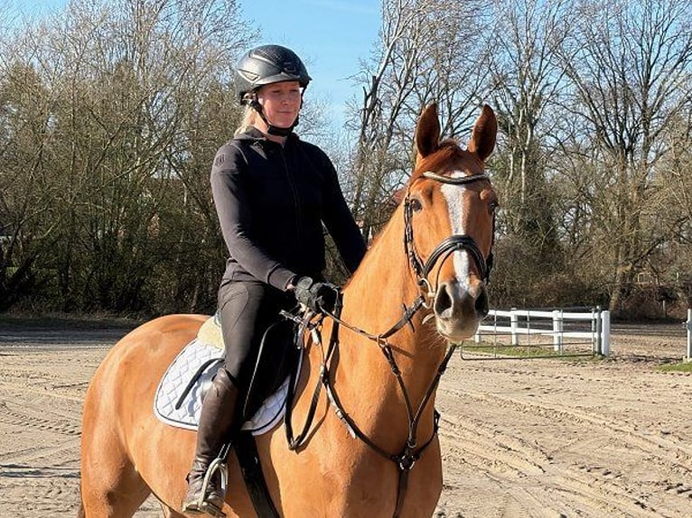 Westphalian Gelding 6 years Grey in Verden (Aller)