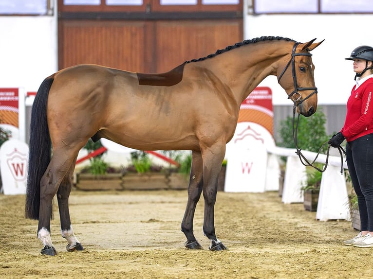 Westphalian Gelding 6 years Grey in Münster-Handorf
