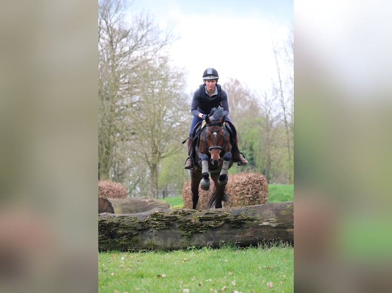 Westphalian Gelding 7 years 14,2 hh Bay-Dark in Glandorf