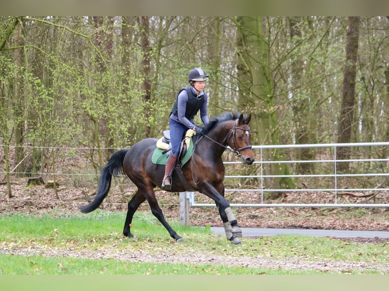 Westphalian Gelding 7 years 14,2 hh Bay-Dark in Glandorf